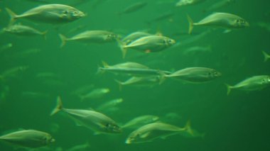 Akvaryumdaki balıklar