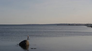 Deniz kıyısının güzel manzarası