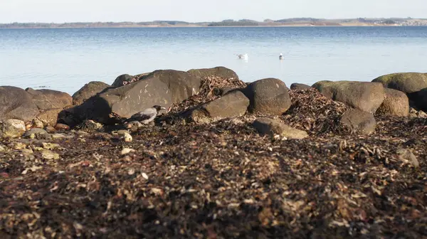 Deniz kıyısının güzel manzarası