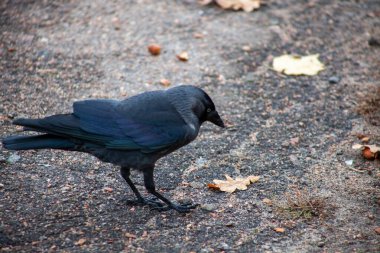 Aynı zamanda Avrasya jackdaw, Avrupa küçük karga bilinen Batı küçük karga (Coloeus monedula),