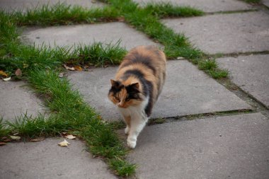 Beyaz, turuncu ve siyah yamalı üç renkli bir kedinin fotoğrafı.