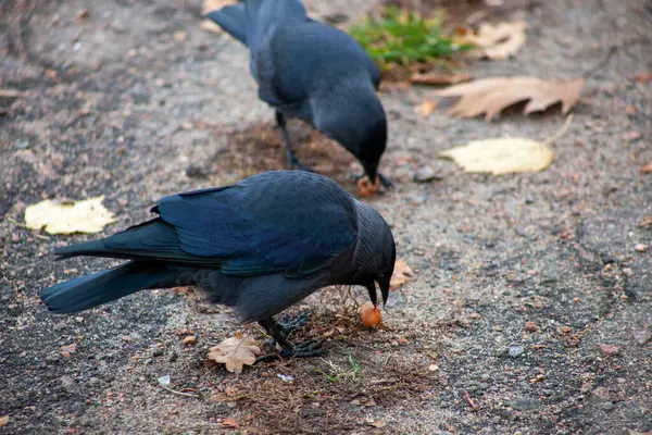 stock image The western jackdaw (Coloeus monedula), also known as the Eurasian jackdaw, European jackdaw