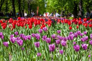 Renkli laleler tarlası. Kırmızı laleler. Kırmızı çiçekler. Bahar çiçekleri.