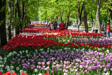 Kropyvnytskyi, Ukrayna - 5 Mayıs 2023: Şehir bahçesinde bir sürü renkli lale
