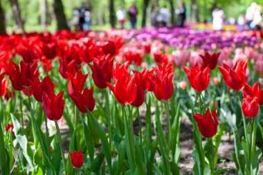 Renkli laleler tarlası. Kırmızı laleler. Kırmızı çiçekler. Bahar çiçekleri.