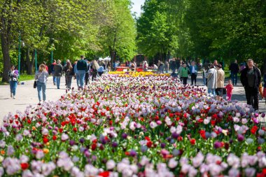 Kropyvnytskyi, Ukrayna - 5 Mayıs 2023: Şehir bahçesinde bir sürü renkli lale