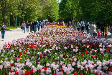 Kropyvnytskyi, Ukrayna - 5 Mayıs 2023: Şehir bahçesinde bir sürü renkli lale