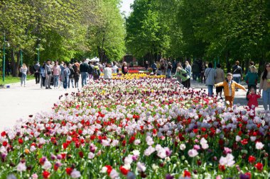 Kropyvnytskyi, Ukrayna - 5 Mayıs 2023: Şehir bahçesinde bir sürü renkli lale