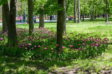 Kropyvnytskyi, Ukrayna - 5 Mayıs 2023: Şehir bahçesinde bir sürü renkli lale