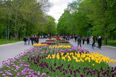 Kropyvnytskyi, Ukrayna - 5 Mayıs 2023: Şehir bahçesinde bir sürü renkli lale