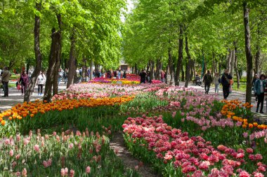 Kropyvnytskyi, Ukrayna - 5 Mayıs 2023: Şehir bahçesinde bir sürü renkli lale