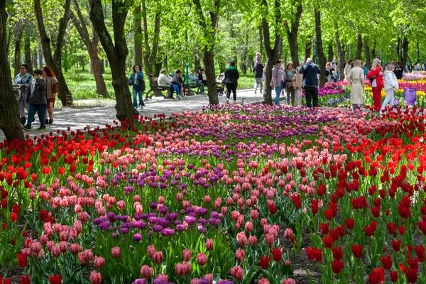 Multi colored tulips. Beautiful purple, yellow and orange tulips. Tulips of all colors; focus in front