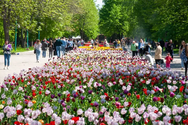 Kropyvnytskyi Ucrânia Maio 2023 Monte Tulipas Coloridas Jardim Cidade Fotos De Bancos De Imagens Sem Royalties