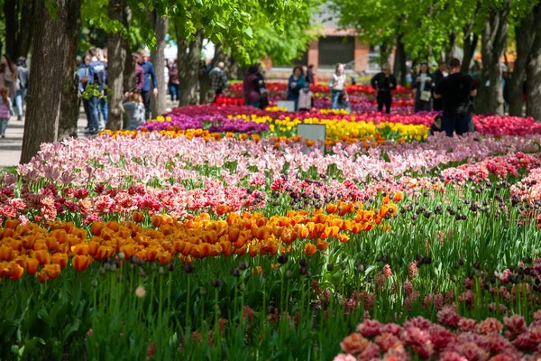 Kropyvnytskyi Ucraina Maggio 2023 Tanti Tulipani Colorati Nel Giardino Della Immagini Stock Royalty Free