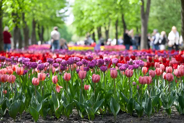 Kropyvnytskyi Ucraina Maggio 2023 Tanti Tulipani Colorati Nel Giardino Della Foto Stock