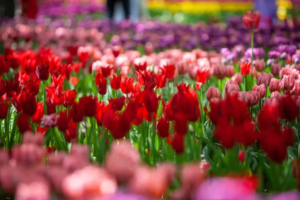 Tulipani Multicolori Bellissimi Tulipani Viola Gialli Arancioni Tulipani Tutti Colori Immagine Stock