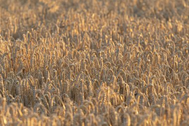 Buğday tarlası. Altın buğday kulakları yakında. Güzel Doğa Günbatımı Manzarası. Parlayan Güneş Işığı Altında Kırsal Manzara. Olgunlaşan çayırlık buğday tarlalarının arka planı. Zengin hasat kavramı