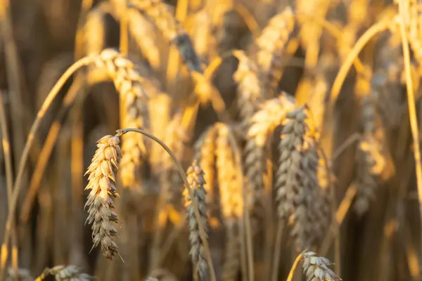 Buğday tarlası. Altın buğday kulakları yakında. Güzel Doğa Günbatımı Manzarası. Parlayan Güneş Işığı Altında Kırsal Manzara. Olgunlaşan çayırlık buğday tarlalarının arka planı. Zengin hasat kavramı