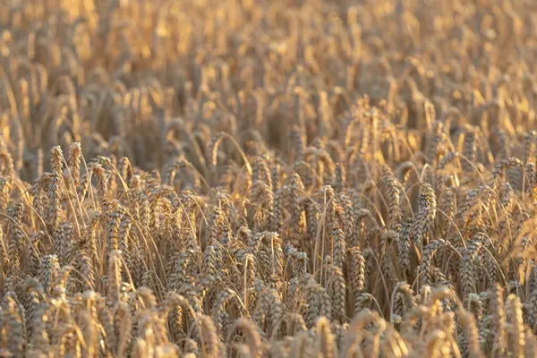 Wheat Field Ears Golden Wheat Close Beautiful Nature Sunset Landscape Royalty Free Stock Photos