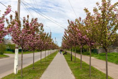 Kamyanka, Ukrayna - 10 Mayıs 2023: Kamyanka şehrinde Sakura sokağı 