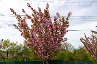 Orta Avrupa 'daki bahar bahçesinde açan güzel pembe Sakura.