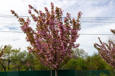 Orta Avrupa 'daki bahar bahçesinde açan güzel pembe Sakura.