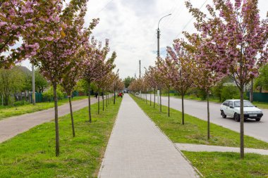 Kamyanka, Ukrayna - 10 Mayıs 2023: Kamyanka şehrinde Sakura sokağı 