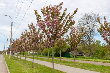 Kamyanka, Ukrayna - 10 Mayıs 2023: Kamyanka şehrinde Sakura sokağı 