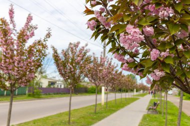 Kamyanka, Ukrayna - 10 Mayıs 2023: Kamyanka şehrinde Sakura sokağı 