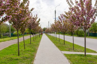 Kamyanka, Ukrayna - 10 Mayıs 2023: Kamyanka şehrinde Sakura sokağı 