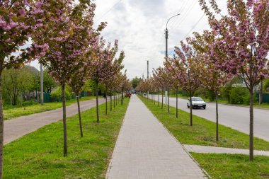 Kamyanka, Ukrayna - 10 Mayıs 2023: Kamyanka şehrinde Sakura sokağı 