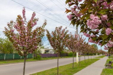 Kamyanka, Ukrayna - 10 Mayıs 2023: Kamyanka şehrinde Sakura sokağı 