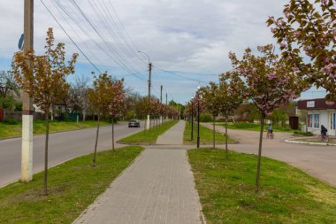 Kamyanka, Ukrayna - 10 Mayıs 2023: Kamyanka şehrinde Sakura sokağı 