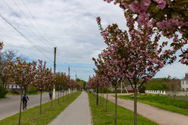 Kamyanka, Ukrayna - 10 Mayıs 2023: Kamyanka şehrinde Sakura sokağı 
