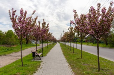 Kamyanka, Ukrayna - 10 Mayıs 2023: Kamyanka şehrinde Sakura sokağı 