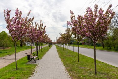 Kamyanka, Ukrayna - 10 Mayıs 2023: Kamyanka şehrinde Sakura sokağı 