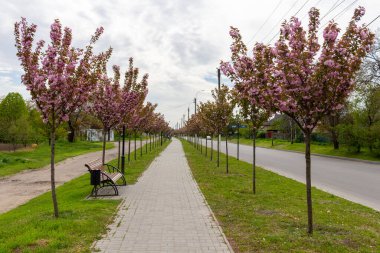 Kamyanka, Ukrayna - 10 Mayıs 2023: Kamyanka şehrinde Sakura sokağı 