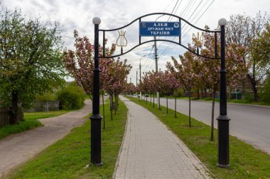 Kamyanka, Ukrayna - 10 Mayıs 2023: Kamyanka şehrinde Sakura sokağı 