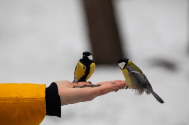 Two great tits feed from a hand; one perched, the other in flight, with a snowy background.