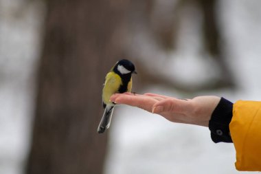 A Great Tit perches on an outstretched hand holding seeds against a snowy backdrop.