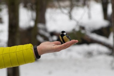 A Great Tit perches on an outstretched hand holding seeds against a snowy backdrop.