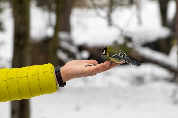 A Great Tit perches on an outstretched hand holding seeds against a snowy backdrop.