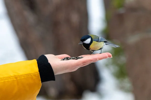 A Great Tit perches on an outstretched hand holding seeds against a snowy backdrop.