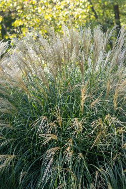 Miscanthus sinensis, Çin 'de, Japonya' da, Tayvan 'da ve Kore' de yetişen Poaceae familyasından bir bitki türü..