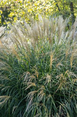 Miscanthus sinensis, Çin 'de, Japonya' da, Tayvan 'da ve Kore' de yetişen Poaceae familyasından bir bitki türü..