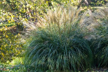 Miscanthus sinensis, Çin 'de, Japonya' da, Tayvan 'da ve Kore' de yetişen Poaceae familyasından bir bitki türü..