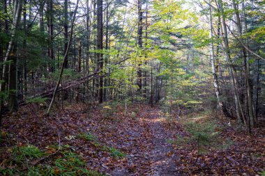 Karpat Dağları 'ndaki sessiz orman yolu. Yol yeşil ve sarı yapraklı uzun ağaçlarla çevrili. Huzurlu ve doğal bir atmosfer yaratıyorlar..