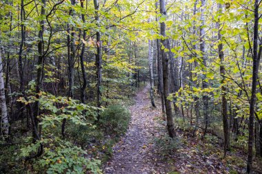 Karpat Dağları 'ndaki sessiz orman yolu. Yol yeşil ve sarı yapraklı uzun ağaçlarla çevrili. Huzurlu ve doğal bir atmosfer yaratıyorlar..