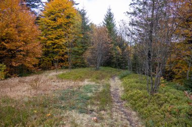 Renkli ağaçlar ve çimenli çayırlarla dolu sonbahar manzarası. Canlı turuncu, sarı ve yeşil yapraklar sakin bir ortamda sonbahar mevsiminin güzelliğini gösteriyor..