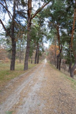 Uzun çam ağaçları ve yapraklarla dolu bir ormanda sakin bir toprak yol, bulutlu bir gökyüzünün altında sakin bir doğal manzara yaratıyor.